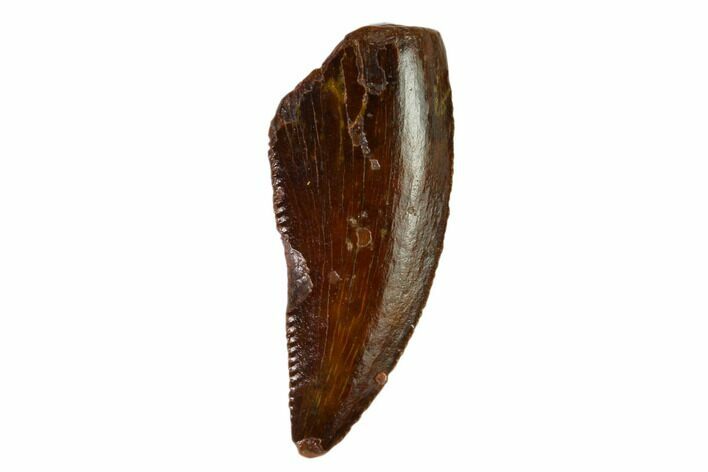 Raptor Tooth - Real Dinosaur Tooth #149076